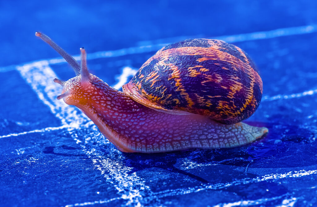 Snail Crosses The Finish Line As Winner